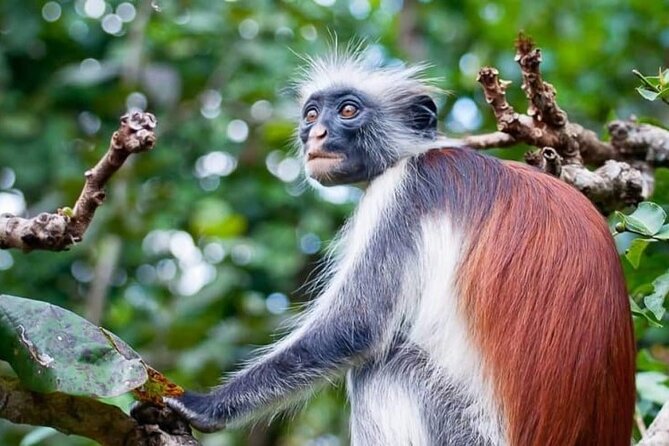 Full-Day Private Tour in Zanzibar With Jozani Forest - Pricing Details