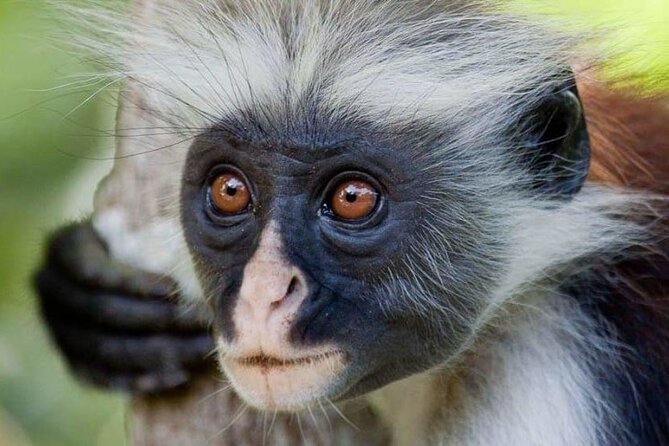 Full-Day Private Tour in Zanzibar With Jozani Forest - The Sum Up