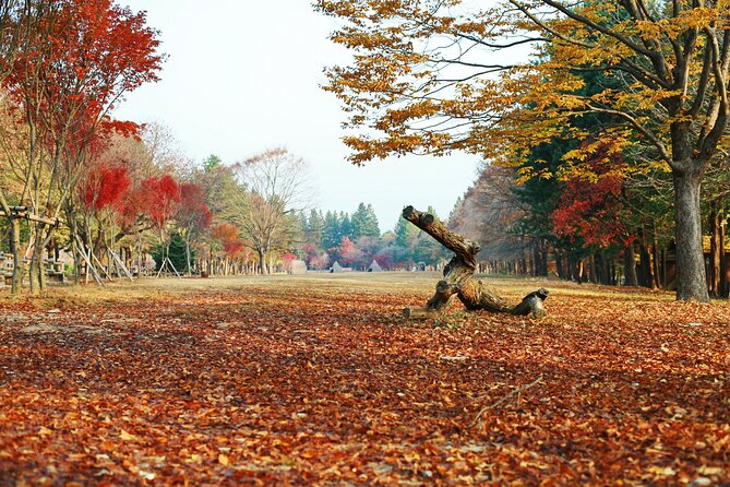Full Day Private Tour Nami Island, Petite France, Garden & More - Tour Highlights