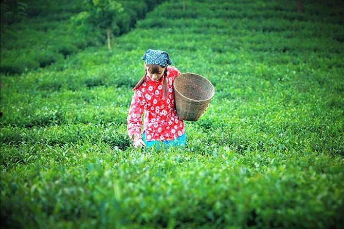 Full-Day Private Tour of Anxi County From Xiamen With Lunch - Itinerary Details
