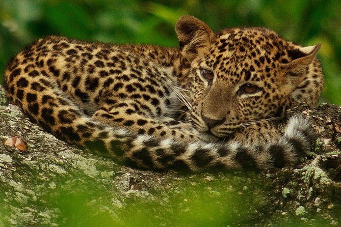 Full-Day Private Tour of Sigiriya and Minneriya National Park - Overall Value and Practical Considerations