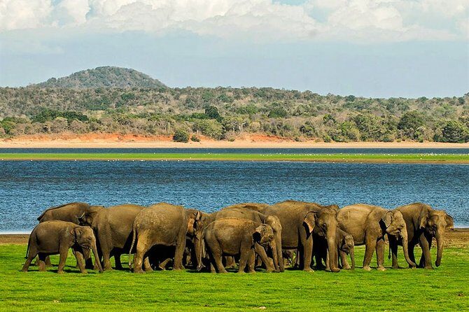 Full-Day Private Tour of Sigiriya and Minneriya National Park - Exploring the Full-Day Private Tour of Sigiriya and Minneriya National Park