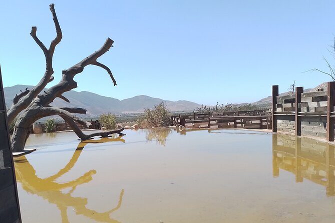 Full Day Private Tour or Guadalupe Valley Weekend - A Detailed Look at the Guadalupe Valley Private Tour Experience