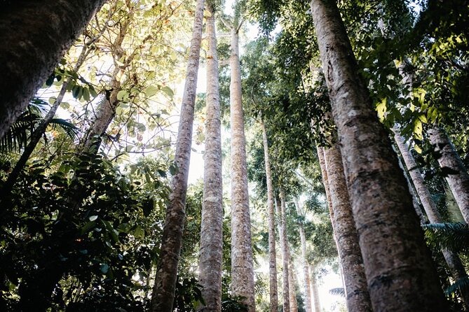 Full Day Private Tour Paronella Park - Paronella Park: A Historical Overview