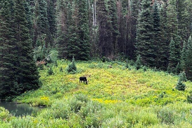 Full-Day Private tour through the Rocky Mountains - Insights from Reviews and Practical Tips
