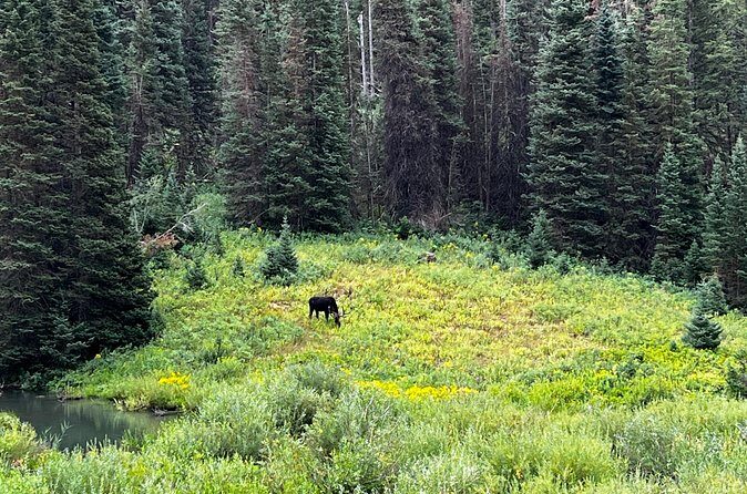 Full-Day Private tour through the Rocky Mountains - Value and Cost Analysis