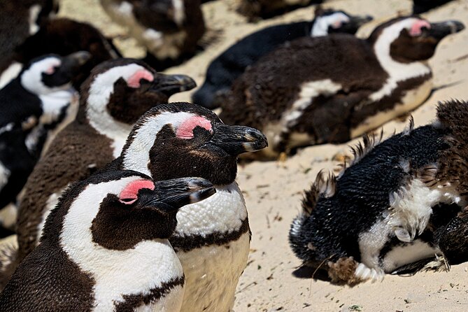 Full Day Private Tour to Boulders Beach From Cape Town - Itinerary Details