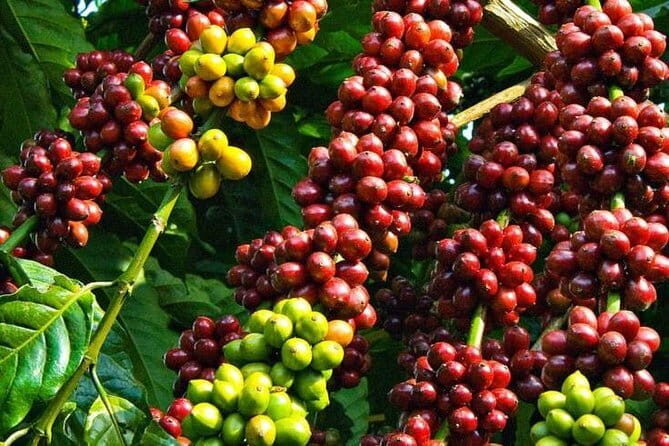 Full Day Private Tour To Da Lat From Nha Trang - Good To Know