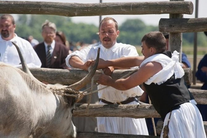 Full-Day Private Tour to Debrecen and Hortobagy National Park From Budapest - Good To Know