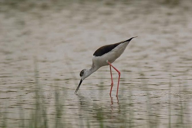 Full-Day Private Tour to Desert Castles and Azraq Wetland Reserve From Amman - Good To Know