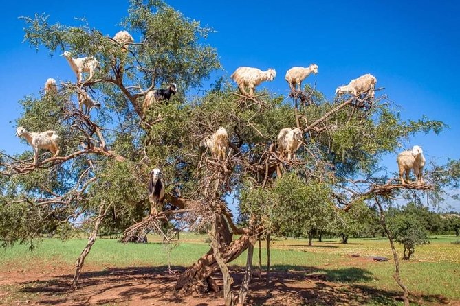 Full-Day Private Tour to Essaouira From Marrakech - Pricing Details
