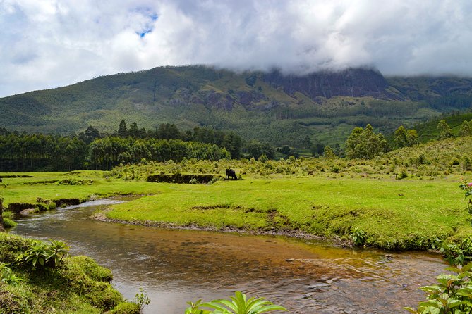 Full-Day Private Tour to Munnar From Kochi With Lunch - Pricing and Inclusions