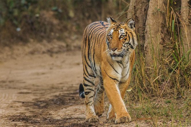 Full Day Private Tour to Sariska Tiger National Park by Car From Jaipur - Tour Duration and Availability