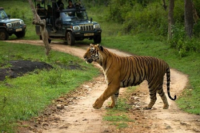 Full Day Private Tour to Sariska Tiger National Park by Car From Jaipur - Guidelines for Infants and Private Vehicles