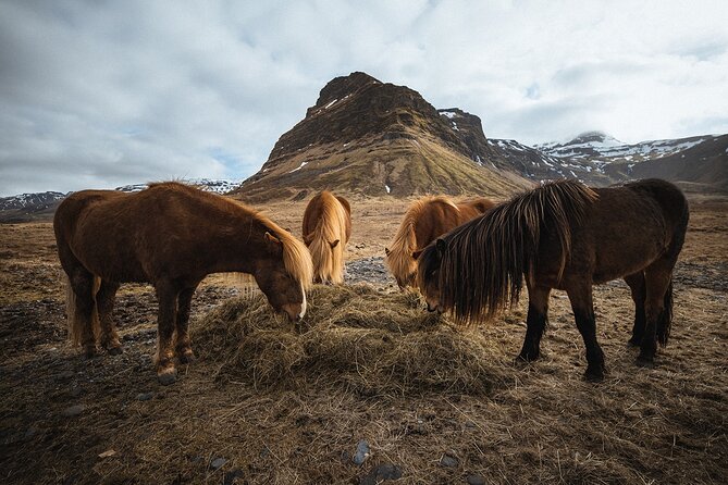 Full Day Private Tour to Snæfellsnes Peninsula With Photos - Transportation and Amenities