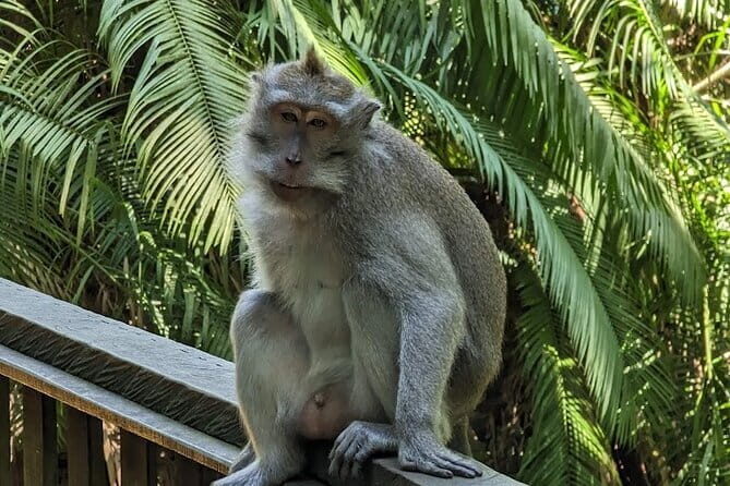 Full Day Private Tour to Ubud Waterfall and Uluwatu Sunset - What You Can Expect from This Full-Day Bali Adventure