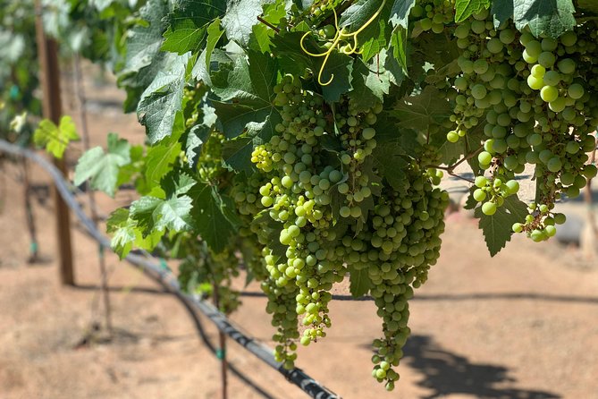 Full-Day Private Tour With Wine Tasting From Ensenada - Wine Tasting Options