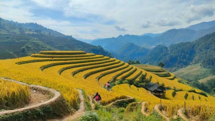 Full Day Private Trekking Mu Cang Chai - Tour Guide and Language Options