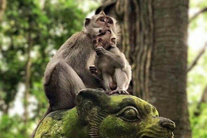 Full Day Private Ubud Tour - All Inclusive - Authenticity & Experience