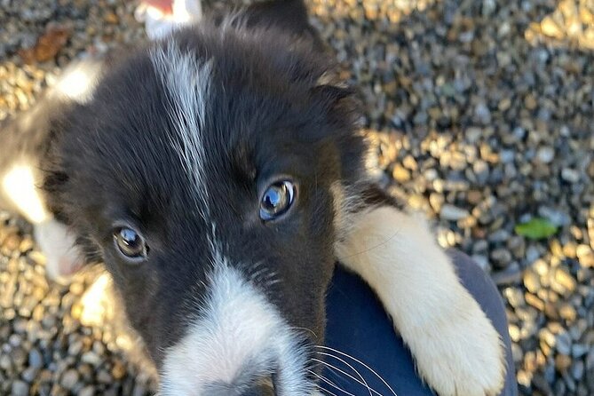 Full-Day Private Wicklow Tour With Sheep Dog Demonstration - Reviews and Ratings