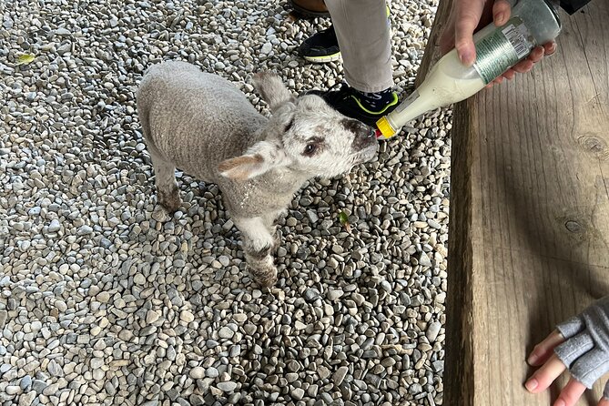 Full-Day Private Wicklow Tour With Sheep Dog Demonstration - Common Questions