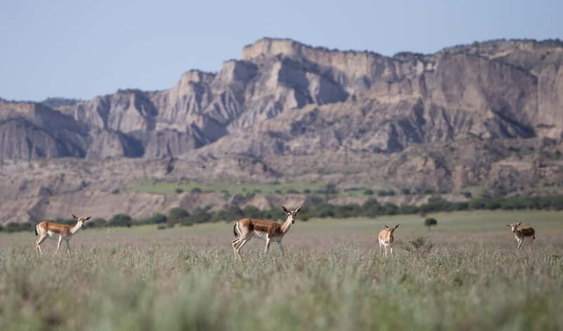 Full-day Private Wilderness tour in Vashlovani National Park - Practical Details and Comfort