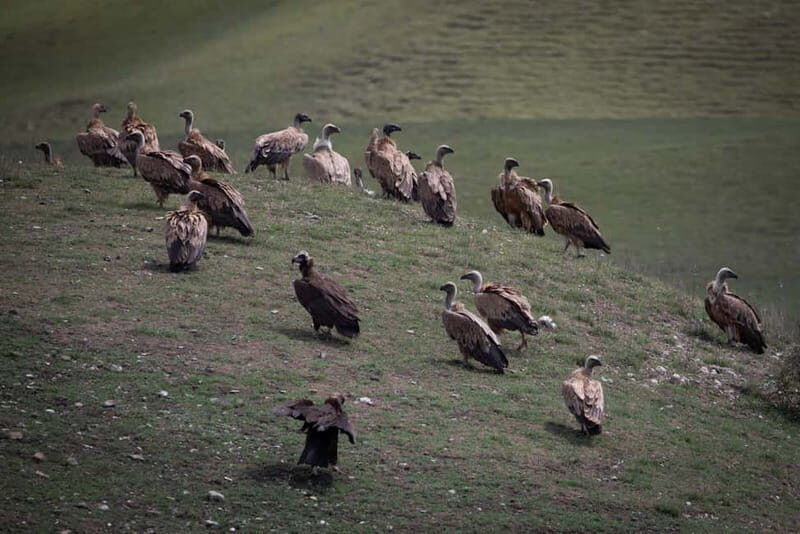 Full-day Private Wilderness tour in Vashlovani National Park - Value for Money