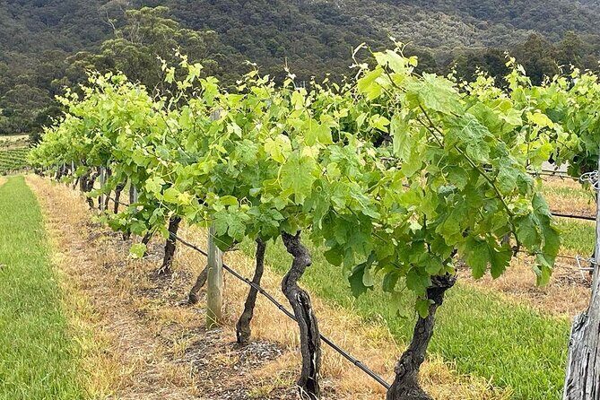 Full Day Private Wine Tour Exclusively Tailored To Suit You - Pricing and Value