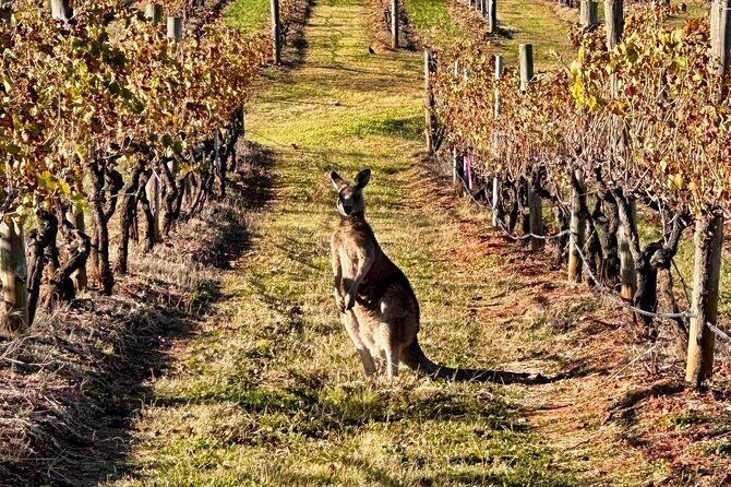 Full Day Private Wine Tour Exclusively Tailored To Suit You - Final Thoughts