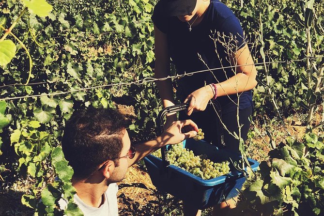 Full-Day Private Wine Tour in Bekaa Valley With Tasting - Price and Booking Details