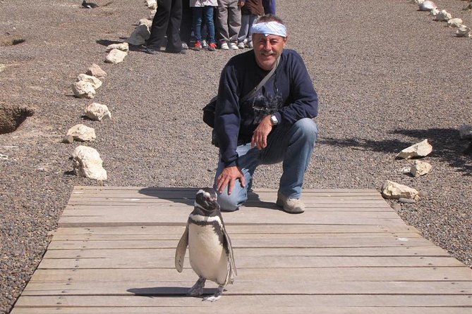 Full Day Punta Tombo - Walking Among Penguins Experience - Madryn - Tour Overview
