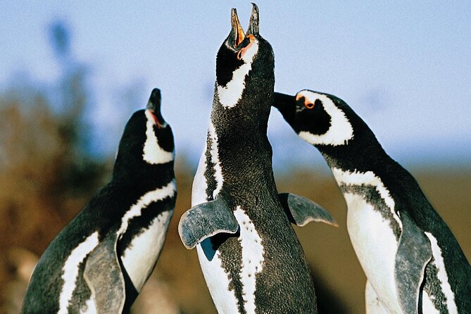 Full Day Punta Tombo - Walking Among Penguins Experience - Madryn - Penguin Encounter Highlights