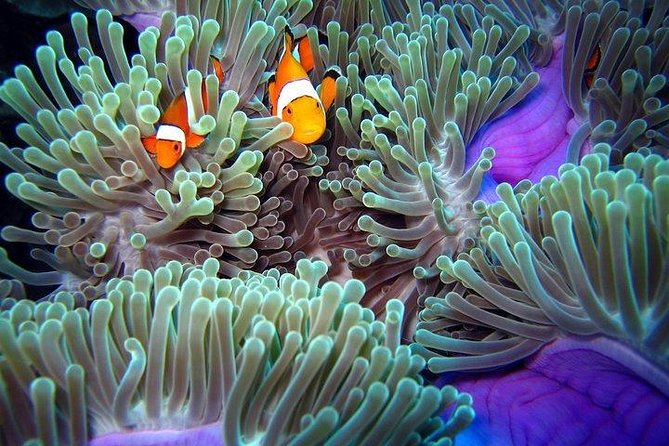 Full-Day Racha Noi and Racha Yai Snorkeling From Phuket - Reviews and Recommendations