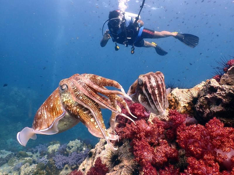 Full Day Racha Yai Scuba Diving Course All Inclusive from Phuket - The camera rule and the real cost