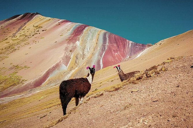 Full Day Rainbow Mountain Tour From Cusco With Hotel Transfer - Traveler Experience