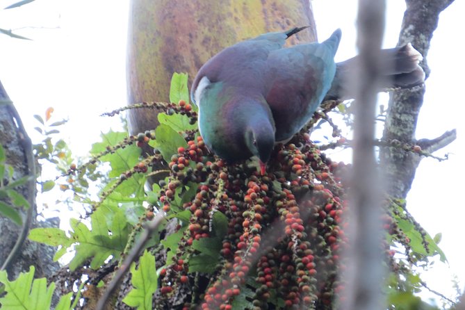 Full-Day Rainforest Getaway in Northland - Expert Guide and Wilderness Introduction