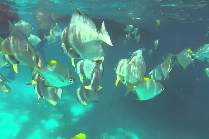 Full Day Reef Safari - St Anne Marine Park Seychelles - Reviews