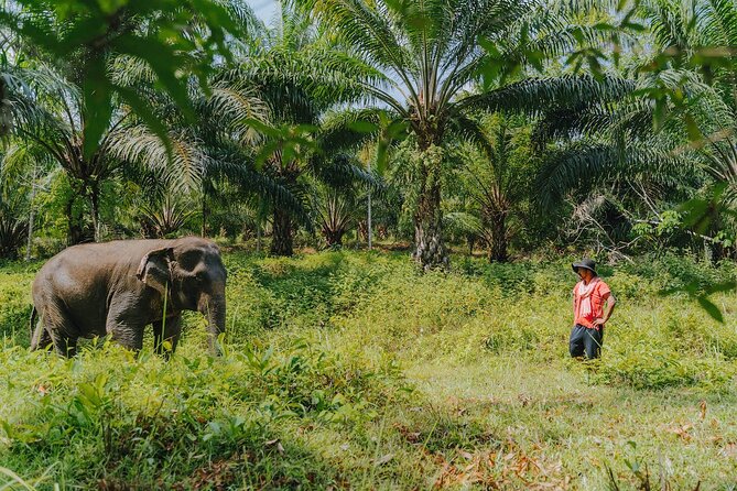 Full-Day Rescued Elephant Walk With Guide Tour in Khaolak - The Sum Up