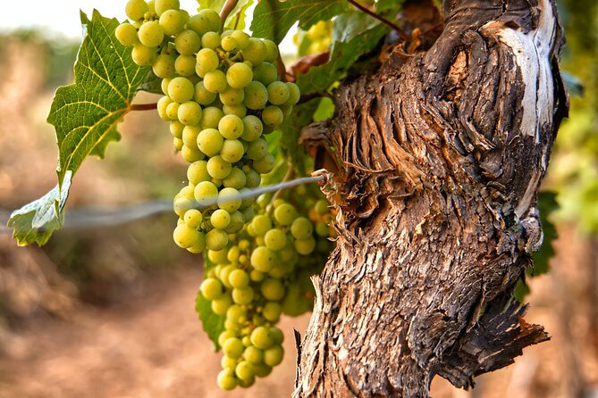 Full-Day Rioja Wineries Tour From Madrid With Pickup and Drop off - Transportation and Pickup