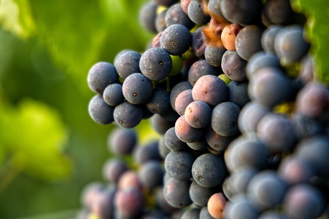 Full-Day Rioja Wineries Tour From Madrid With Pickup and Drop off - Booking Information