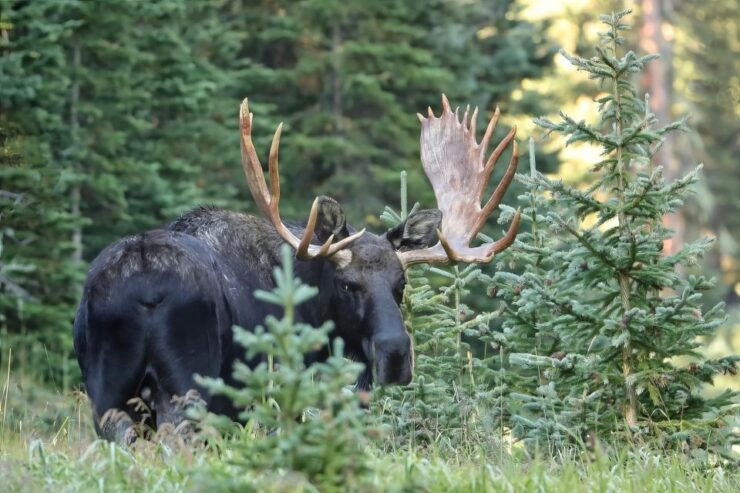 Full-Day RMNP Over the Top Tour - RMNPhotographer - Tour Details