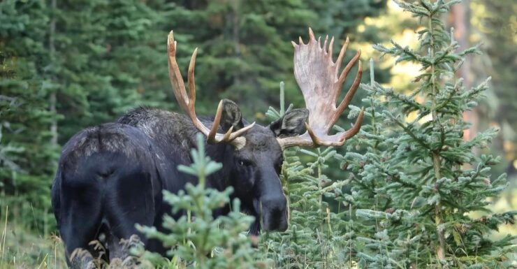 Full-Day RMNP Over the Top Tour - RMNPhotographer - Experience Description
