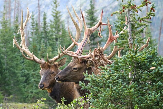Full-Day Rocky Mountain National Park "Over The Top Tour" - RMNPhotographer - Meeting and Pickup