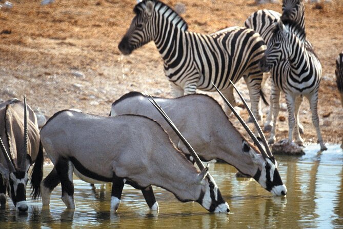 Full Day Safari Aquila Game Reserve INCLUDING PRIVATE TRANSFER - Pricing and Guarantee