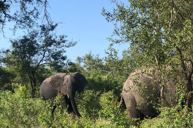Full-Day Safari at Kruger National Park - Wildlife Encounters