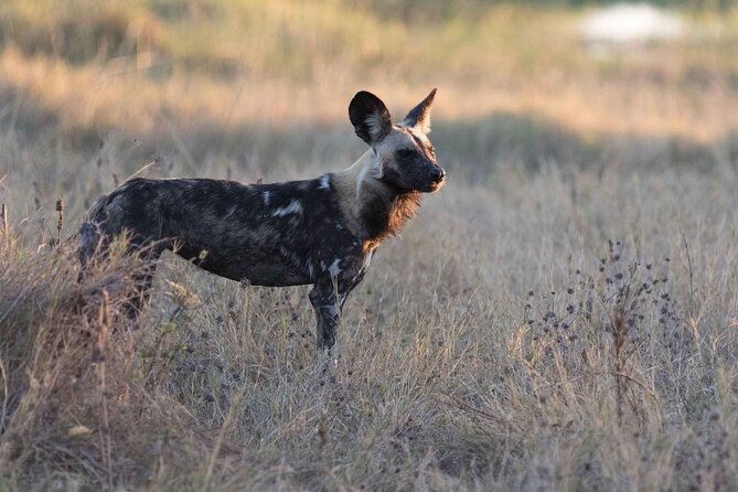 Full-Day Safari Chobe National Park - Scenic Views