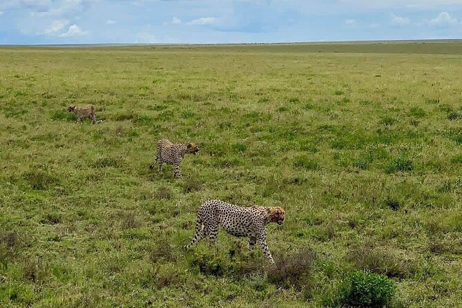 Full Day Safari From Zanzibar To Mikumi National Park - Good To Know