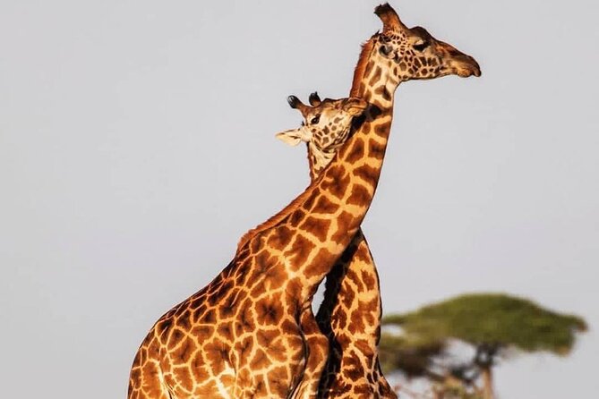 Full Day Safari From Zanzibar To Mikumi National Park - Wildlife Encounters