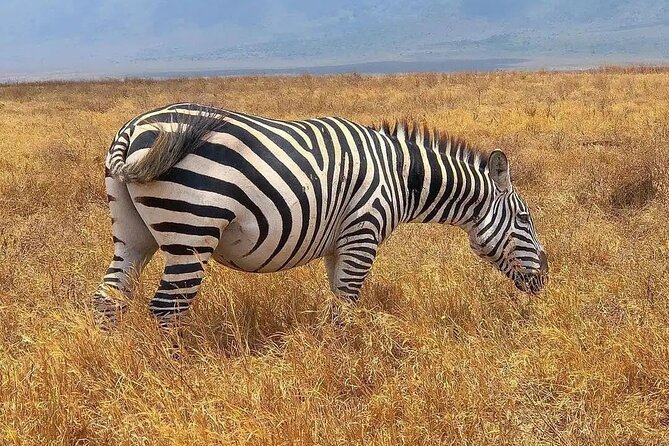 Full Day Safari From Zanzibar To Mikumi National Park - Lunch and Refreshments