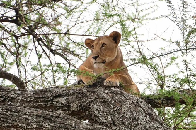 Full Day Safari From Zanzibar To Mikumi National Park - Travel Tips and Recommendations